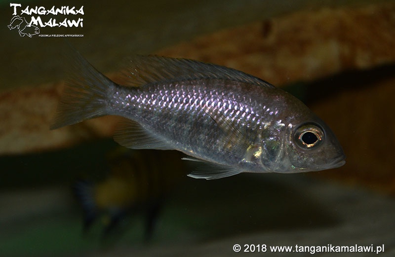 Aulonocara stuartgranti 'Hongi Island'